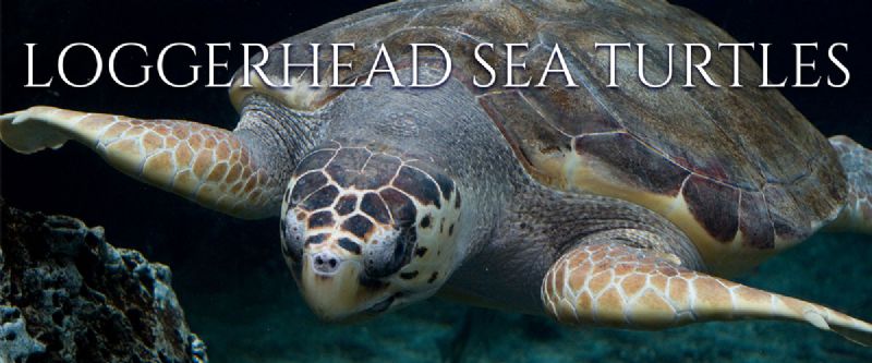 Loggerhead Sea Turtle